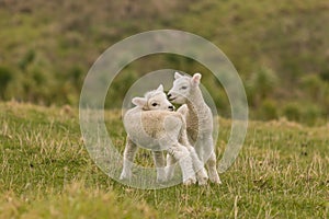 Newborn lambs standing on meadow