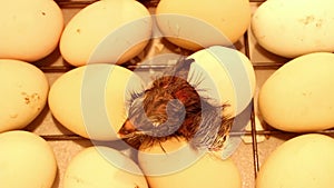 Newborn little chick coming out of an egg in the incubator. Chicken eggs in an incubator for the conclusion of chickens