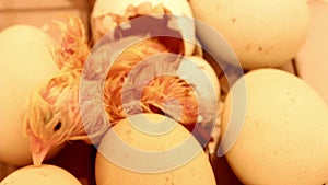 Newborn little chick coming out of an egg in the incubator. Chicken eggs in an incubator for the conclusion of chickens