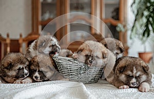 Newborn little fluffy puppies lie resting all together
