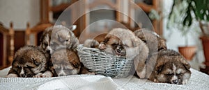 Newborn little fluffy puppies lie resting all together