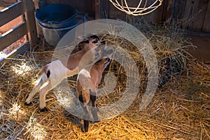 Newborn little goats