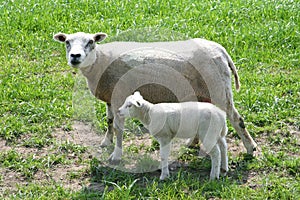 Newborn little lamb with mother in Dutch Flevoland, Noordoostpolder, Holland