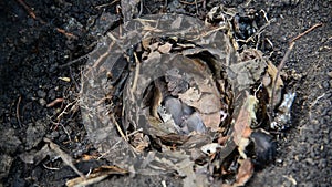 Newborn little mice in nest of the field