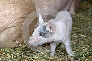 Newborn little pink cute piglet with black eye spot in a stable on the straw