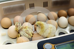 Newborn little yellow chicken in incubator