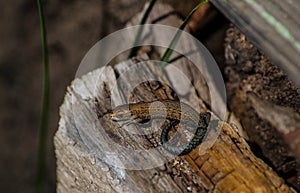 a newborn lizard