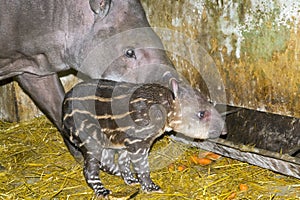 Newborn lowland tapir (Tapirus terrestris)