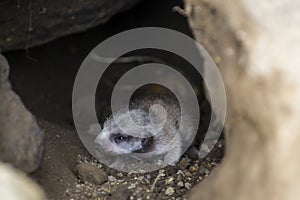 Newborn meerkat baby on the dry ground