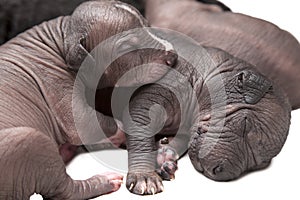 Newborn Mexican xoloitzcuintle puppies