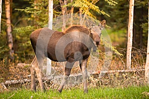 Newborn Moose Calf Feeding On Grass Alaska Wilderness