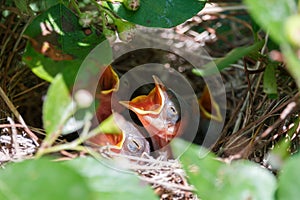 Newborn naked chicks lying in the nest with open beaks