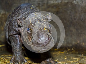 Newborn one day old pygmy hippo baby