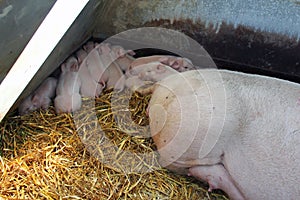 Newborn organic piglets