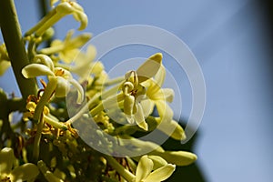 Newborn Papaya flowers blue sky background