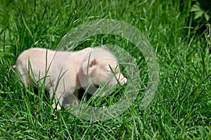 Newborn piglet in green grass