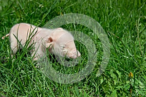Newborn piglet in green grass. Ulyanovsk Region