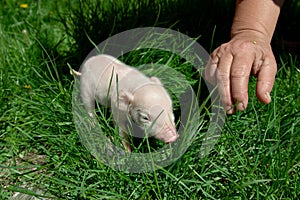 Newborn piglet in green grass. Ulyanovsk Region