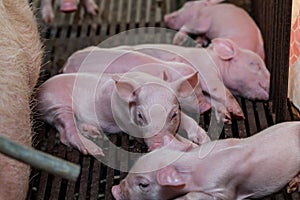 Newborn piglet lying huddling together for warmth.