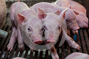 Newborn piglet lying huddling together for warmth.