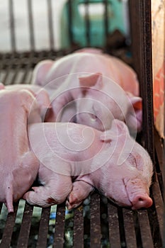 Newborn piglet lying huddling together for warmth.