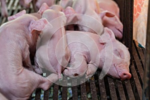 Newborn piglet lying huddling together for warmth.