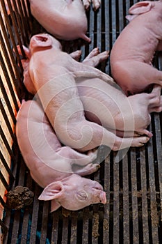 Newborn piglet lying huddling together for warmth.