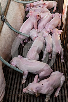 Newborn piglet lying huddling together for warmth.