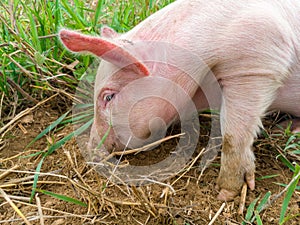 Newborn piglet in the meadow. Organic piggy on the organic rural  farm. Squeaker graze grass and plow the ground. Pigs in the