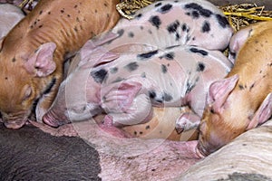 Newborn piglet, spotted cute pig sleeping together with sibling piglets