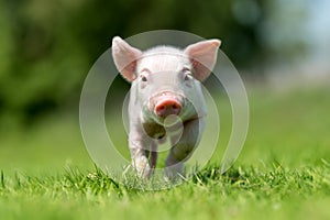 Newborn piglet on spring green grass