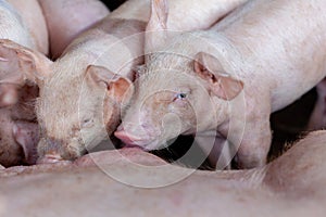 A newborn piglet is sucking milk from a mother pig