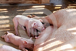 A newborn piglet is sucking milk from a mother pig