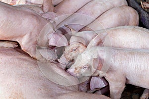 A newborn piglet is sucking milk from a mother pig