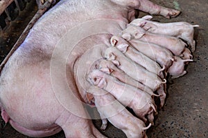 A newborn piglet is sucking milk from a mother pig