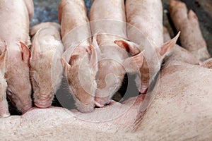 A newborn piglet is sucking milk from a mother pig