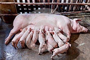 A newborn piglet is sucking milk from a mother pig