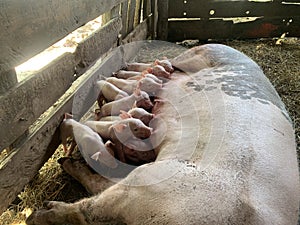 Newborn piglet suckling milk from sow