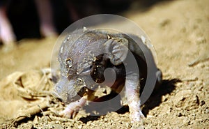 Newborn Piglet in Thailand