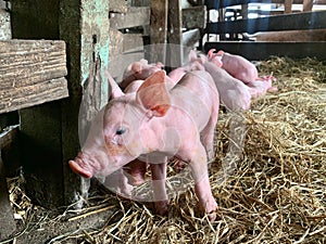 Newborn piglets