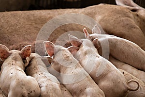 Newborn piglets feeding from mother pig in organic farm