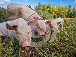 Newborn piglets in the meadow. Organic piggies on the organic rural  farm. Squeakers graze grass in the pasture