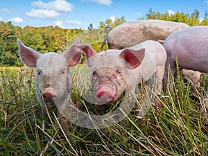 Newborn piglets in the meadow. Organic piggies on the organic rural  farm. Squeakers graze grass in the pasture