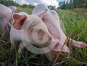 Newborn piglets in the meadow. Organic piggies on the organic rural  farm. Squeakers graze grass in the pasture