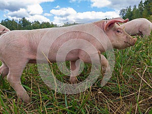 Newborn piglets in the meadow. Organic piggies on the organic rural  farm. Squeakers graze grass in the pasture