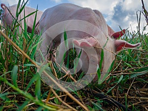 Newborn piglets in the meadow. Organic piggies on the organic rural  farm. Squeakers graze grass and plow the ground. Pigs in the