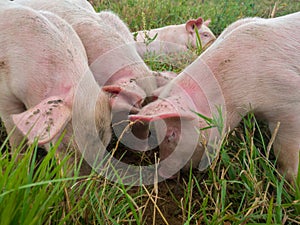 Newborn piglets in the meadow. Organic piggies on the organic rural  farm. Squeakers graze grass and plow the ground. Pigs in the