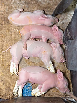 Newborn piglets sleep in horizontal line on sack