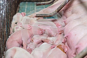 Newborn piglets sleep with mother after suck