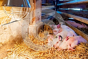 Newborn piglets sleeping under a heat lamp on a Dutch organic farm